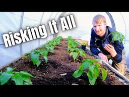 Taking A BIG Risk Planting The Peppers In The Polytunnel | Allotment Gardening UK