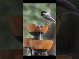 This Tiny Bird Will Surprise You!