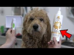 Spray This On Your Dog And Watch What Happens !