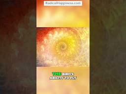 Practicing Gratitude: Experience Happiness in Everyday Life