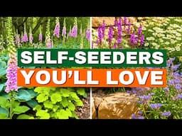 10 AMAZING Self-Seeding Plants for Easy Year-Round Blooms