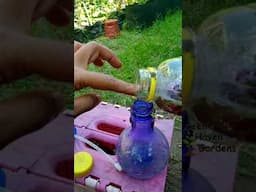 Organic Pesticide | Growing Cucumber #viralshort #gardening #garden #viralvideo #viral #organic