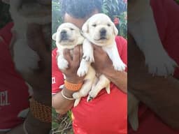 Cute Lab Puppies #dog #lab #labrador #puppy