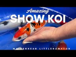Amazing Show Koi in 4K 🇬🇧🇬🇧 I was shocked 😱😱😳😲
