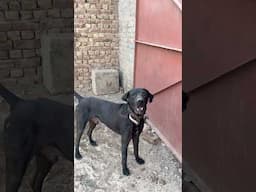 Aggressive Heavy Bully Dog 😍#samadpetsvlog #hammadpethouse #shehrmedihat #bullydog #growmyaccount
