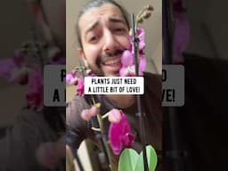 Next time you get an orchid, do this! creative explained