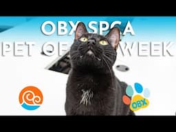 Outer Banks SPCA Pet of the Week: Jazz (April 28, 2025)