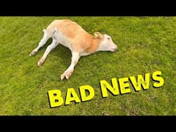 Out Of The Blue Calf Died | Cows In For Cidr’s