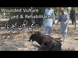 Wounded But Dangerous Vulture | Zakhmi Magar Khatarnak Gidh | Cinereous Vulture