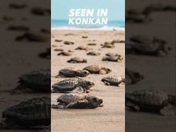 Hidden Turtle Beaches in Konkan #turtles