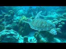 Exploring Bonaire of the ABC islands - Sailing Hugo Ep.15