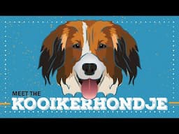 Kooikerhondje | CKC Breed Facts & Profile
