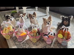 Happy Easter 2025! Chihuahuas open their Easter baskets!