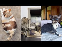 Cute and funny CATS.🐱 And Some Just Interesting Moments.😻Videos🔶 Сompilation # 57🔶