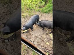 The pigs getting their daily half dozen hard boiled eggs.
