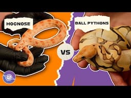 Absolute BEST Hognose and Ball Pythons at the @HerpinHarbins-JoshAlisha | #ballpython #snake