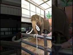 Elephant Show at Nong nooch garden pattaya|Best Tourist Point inThailand#travel #shortsviralvideo