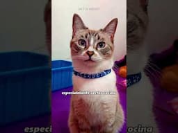 estoy buscando trabajo, Si lo contratarias? 😹🤣 #humordegatos #michis #michistiernos #comedia