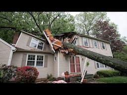 EXTREME Dangerous Tree Fails Compilation - Tree Falling in House - Tree Falling Into Cars 2025