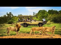 Into The Wild 🦓  Zanzibar & Tanzania | Nov 1-8, 2025