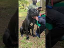 What a Sweet Cane Corso #dog #shorts #Canecorso