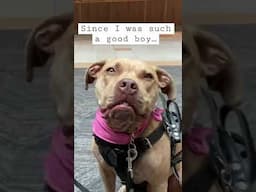 Conversations with my Service dog