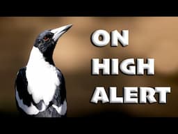 Australian Magpie Alarm Calls - Interesting Vocalisations