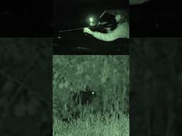 Blitzing a Black Rabbit: Rimfire Pest Control in the UK