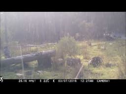 Kangaroos 2 Trail Camera By Keith H  Burgess