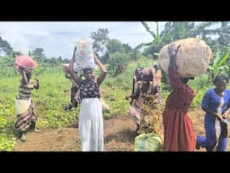Village life in Uganda// planting sweet potatoes #farming #ihavethisthingwithplants #food #africa