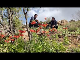 ۲۲ آوریلSobhan and his wife's spring fun in the amazingly beautiful nature ۲۰۲۵