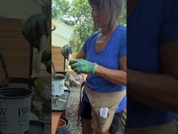 Propagating a rose using the banana method #garden #rose