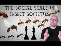 The Social Lives of Insects Ep1: The Social Scale