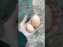 Happy Easter! 🐣 #egghunt #duckeggs #quaileggs #chickens