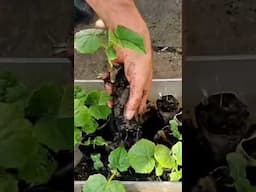 How to grow cucumber from seed to harvest #cucumber #cucumberplant