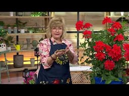 Girl Next Door 2-Piece Don't Dilly Dahlia Bare Root Plants on QVC