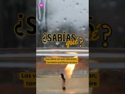 ¿Velas que limpian el aire? ¡Sí, existen!