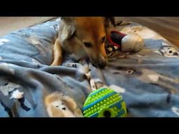 The new smaller giggle ball is a complete hit!