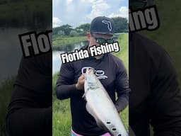 Catching Aquarium Fish! Florida Fishing