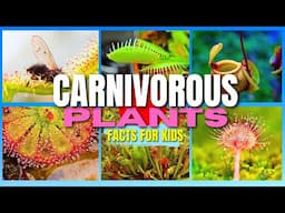 Carnivorous Plants - These Plants Are HUNGRY for Bugs! Facts For Kids