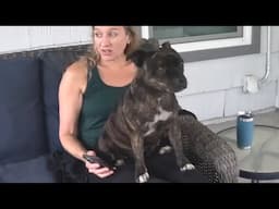 Exhausted? Not Puddy! The Staffy Who Just Won’t Quit (in the Cutest Way)