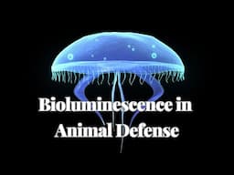 Bioluminescence in Animal Defense: Lighting Up to Deter Predators