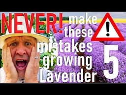 Never Make These Five Mistakes Planting and Growing Lavender