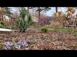 Mid-April Garden Tour, Minnesota Zone 5a
