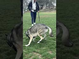 How I got this dog interested in a new toy