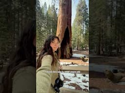 Exploring Sequoia National Park 🌲😱