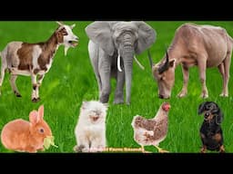 Farm Animal Habitats: Goat, Dog, Pig, Sheep, Cat, Horse, Chicken, Duck, Cow – Animal Videos