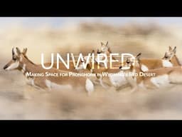 UNWIRED | Making Space for Pronghorn in Wyoming's Red Desert
