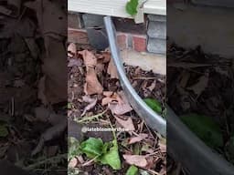 This makes me anxious! #poisonivy #nemesisweed #gardening