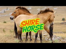 Why Shire Horses Are So Special 🐎 Stunning Facts, Habitat & Diet